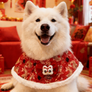 (A)A.New Year's Celebration Pet Bib