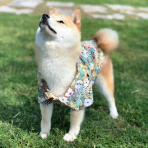 (A)Dog clothes